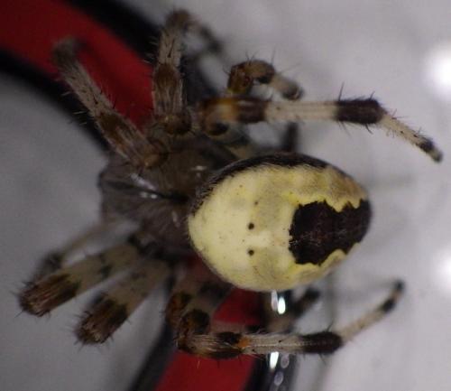 Réf. 274 600 : Araneus marmoreus